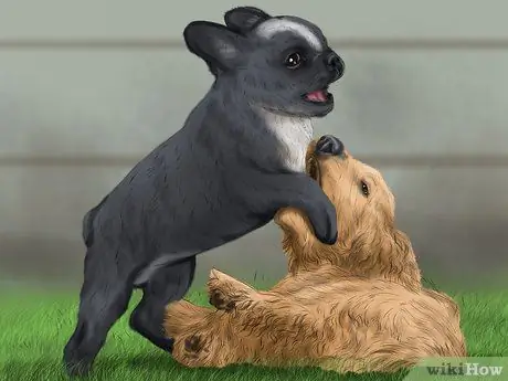 Относитесь к маленькой собачке с большим отношением Шаг 2