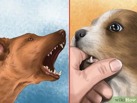 Относитесь к маленькой собачке с большим вниманием Шаг 3