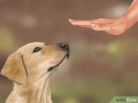 Относитесь к маленькой собачке с большим вниманием Шаг 4