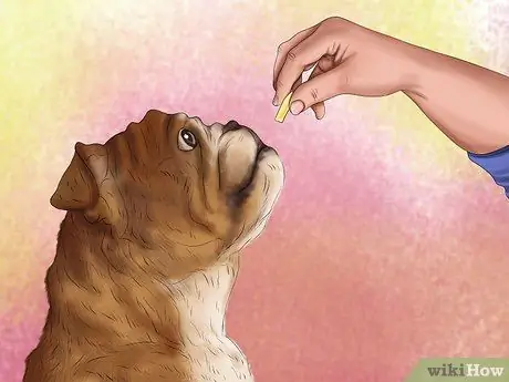 Относитесь к маленькой собачке с большим вниманием Шаг 5