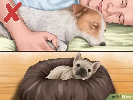 Относитесь к маленькой собачке с большим вниманием Шаг 6