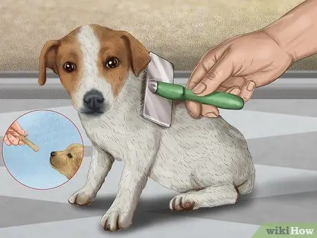 Относитесь к маленькой собачке с большим вниманием Шаг 7