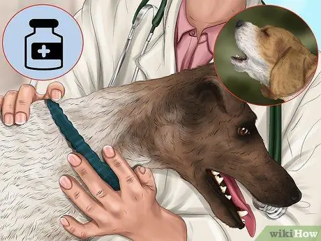 Держите маленькую собачку с большим вниманием Шаг 9