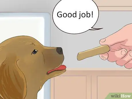 Не позволяйте собаке гнать пылесос Шаг 10