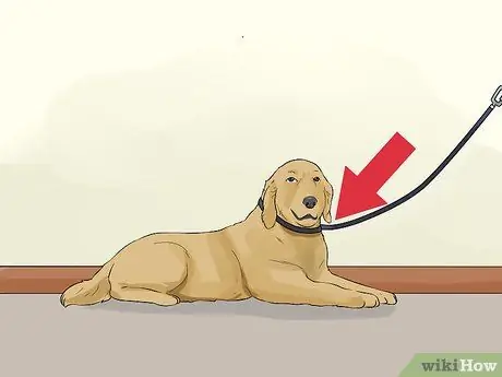 Не позволяйте собаке гнать пылесос Шаг 7