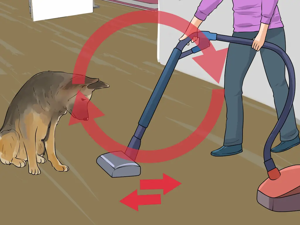 3 способа удержать собаку от погони за пылесосом