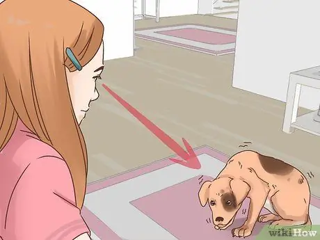 Узнайте, страдает ли ваша старая собака от разлуки Шаг 1