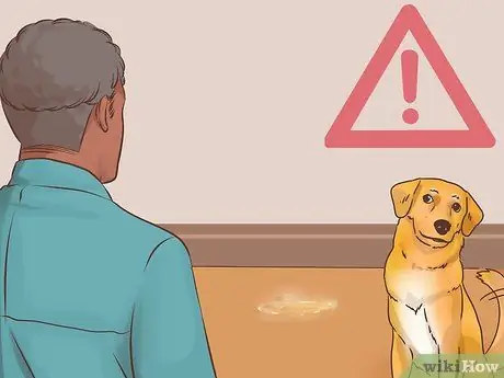 Узнайте, страдает ли ваша старая собака от разлуки Шаг 6