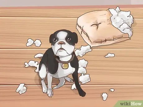 Узнайте, страдает ли ваша старая собака от разлуки Шаг 8