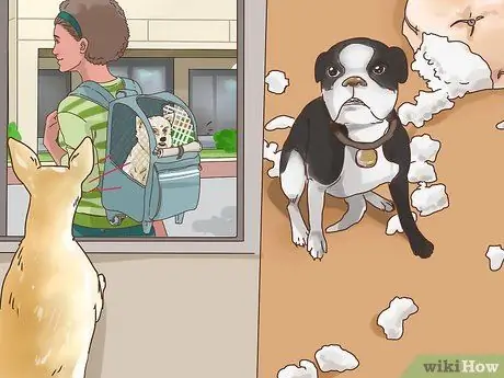 Узнайте, страдает ли ваша собака старшего возраста от разлуки Шаг 9