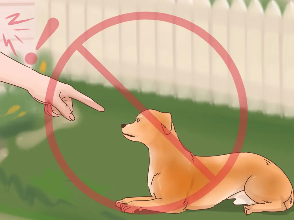 Как узнать, страдает ли ваша старая собака от разлуки