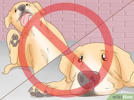 Определите дозировку Бенадрила для собак Шаг 6