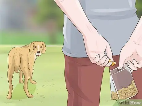 Приучите новую собаку реагировать на новое имя Шаг 2