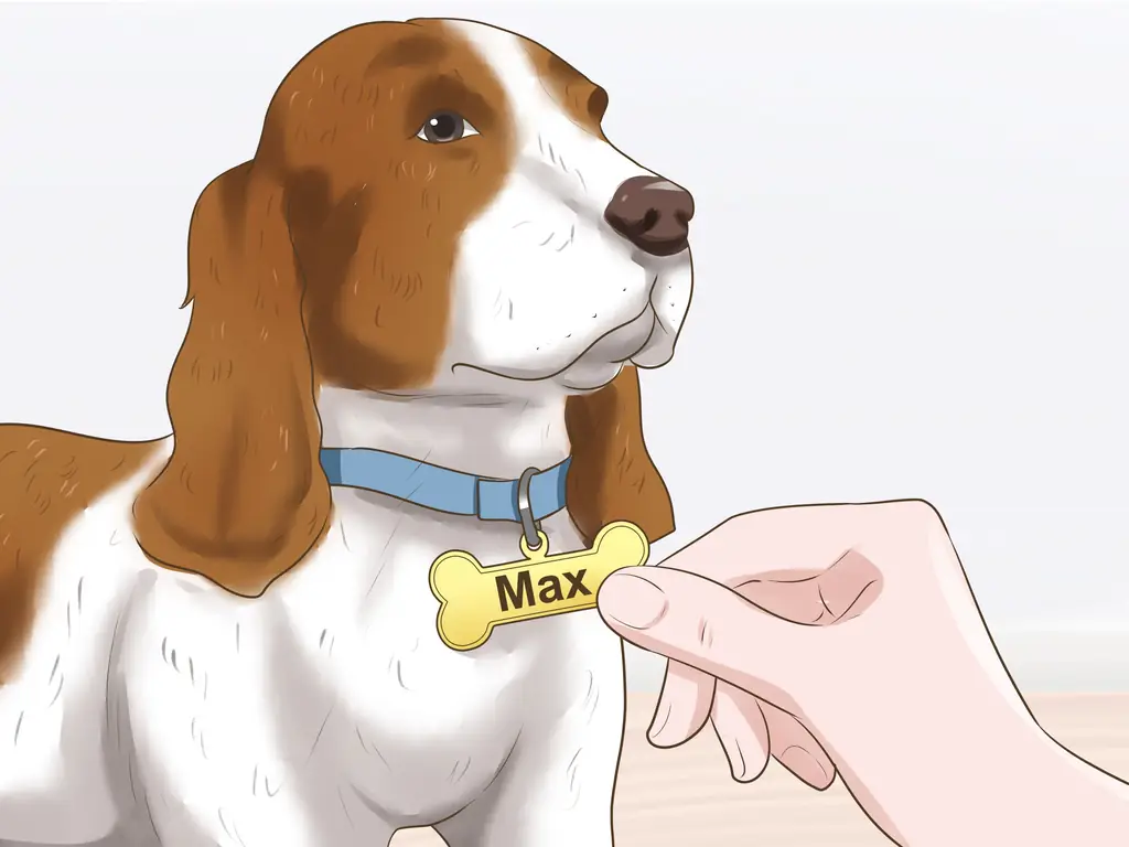 Как приучить новую собаку реагировать на новое имя: 14 шагов