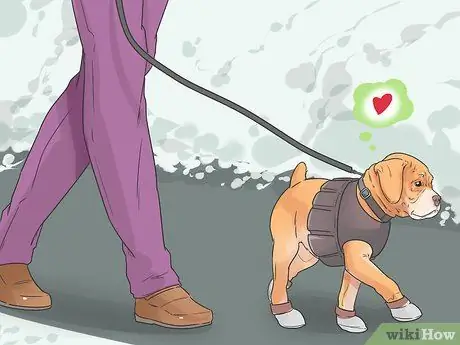 Помогите своей собаке передвигаться по снегу Шаг 10