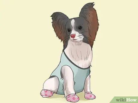 Помогите своей собаке передвигаться по снегу Шаг 5