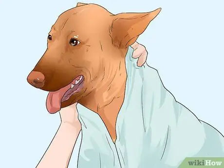 Помогите своей собаке передвигаться по снегу Шаг 7