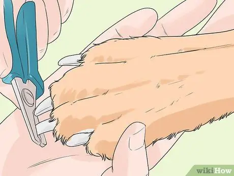 Помогите своей собаке передвигаться по снегу Шаг 8