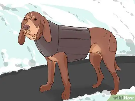 Помогите своей собаке передвигаться по снегу Шаг 9