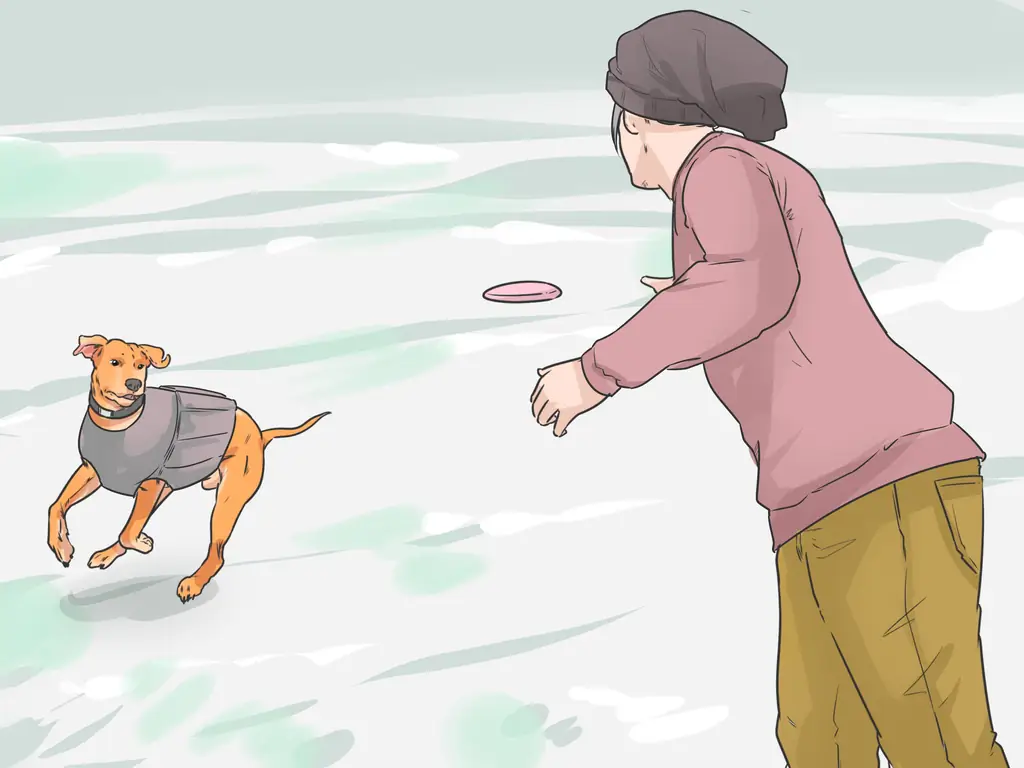 3 способа помочь вашей собаке передвигаться по снегу