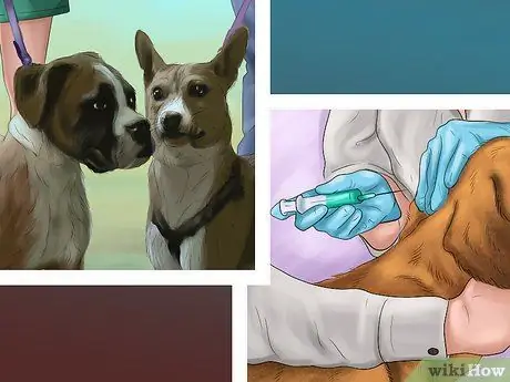 Заставьте вашу собаку ладить с другими собаками Шаг 1