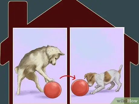 Заставьте вашу собаку ладить с другими собаками Шаг 11