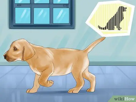 Заставьте вашу собаку ладить с другими собаками Шаг 12