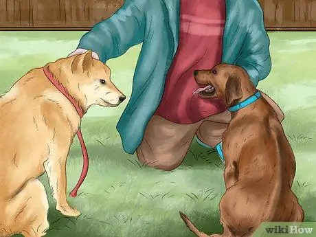 Заставьте вашу собаку ладить с другими собаками Шаг 13