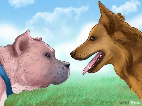 Заставьте вашу собаку ладить с другими собаками Шаг 14