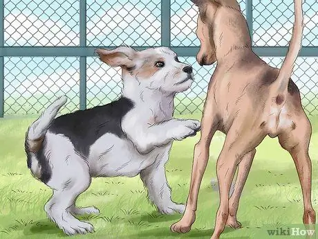 Заставьте вашу собаку ладить с другими собаками Шаг 15