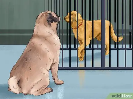 Заставьте вашу собаку ладить с другими собаками Шаг 16