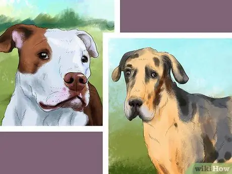 Заставьте вашу собаку ладить с другими собаками Шаг 2