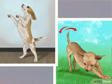 Заставьте вашу собаку ладить с другими собаками Шаг 4