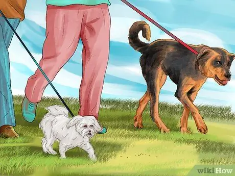 Заставьте вашу собаку ладить с другими собаками Шаг 5