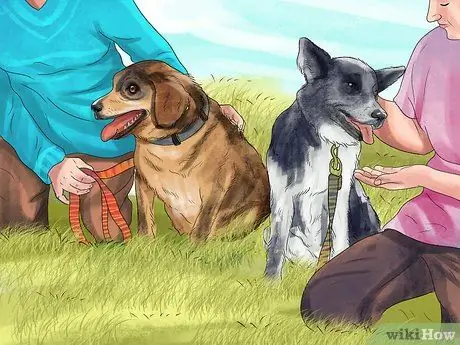 Заставьте вашу собаку ладить с другими собаками Шаг 6