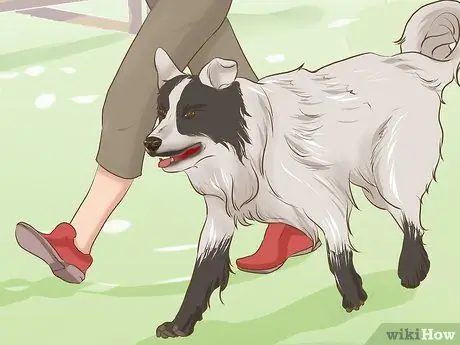 Познакомьте вашу собаку с ее новым домом Шаг 3