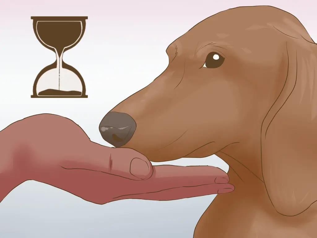 Как познакомить вашу собаку с ее новым домом: 8 шагов (с иллюстрациями)