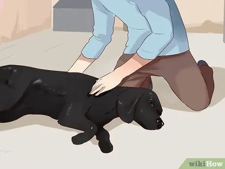 Избавьтесь от беспокойства у собак с помощью феромонной терапии, шаг 3