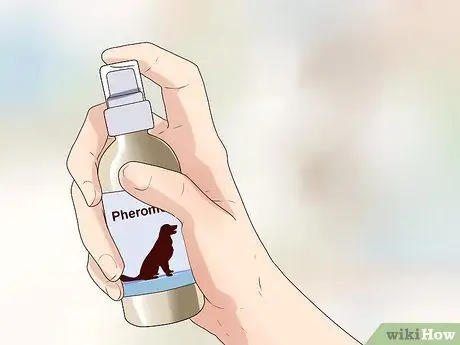 Избавьтесь от беспокойства у собак с помощью феромоновой терапии, шаг 4