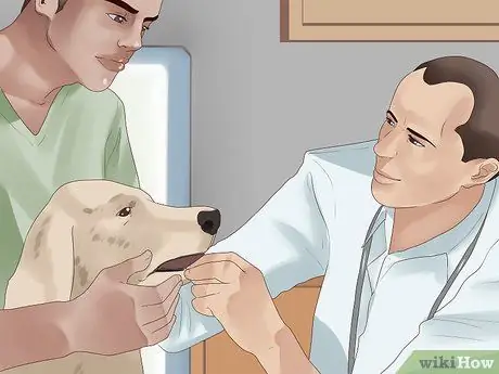 Лечите тревогу у собак с помощью феромонной терапии Шаг 9