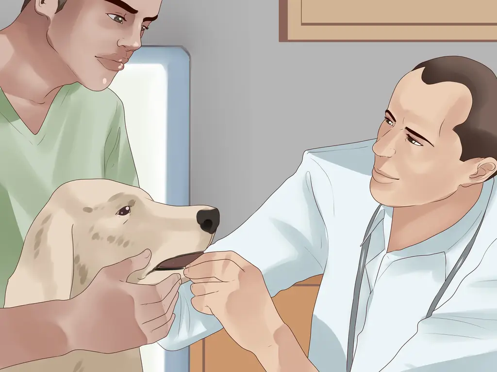 3 способа избавиться от беспокойства у собак с помощью феромоновой терапии