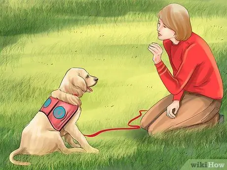 Понять динамику стай собак Шаг 10