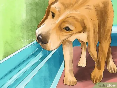 Понять динамику стаи собак, шаг 11