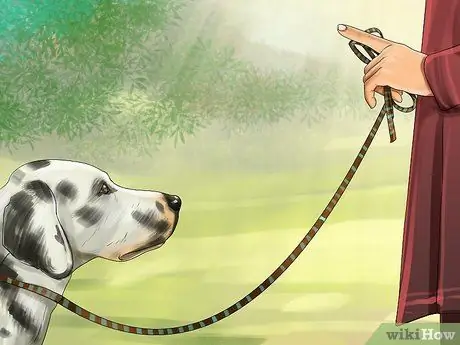 Понять динамику стаи собак Шаг 12