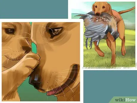 Понять динамику стаи собак, шаг 2