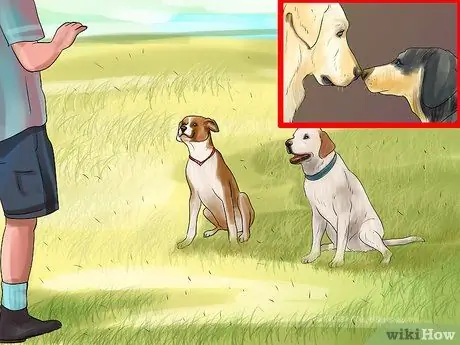 Понять динамику стайки собак, шаг 3