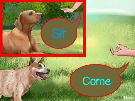 Понять динамику стайки собак, шаг 4