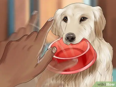 Понять динамику стайки собак, шаг 5