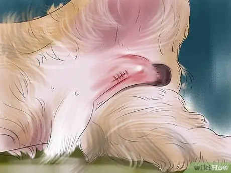 Понять динамику стай собак Шаг 6