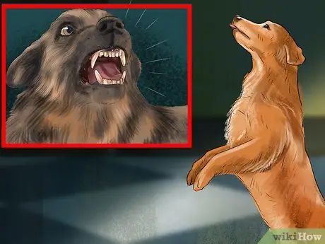 Понять динамику стай собак Шаг 8